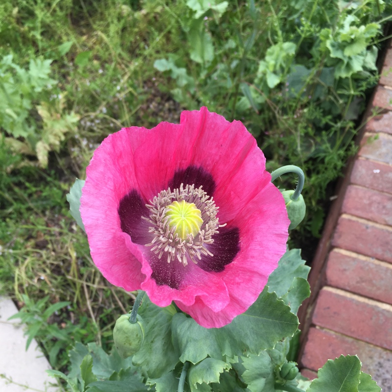 Plant image Papaver somniferum 'Pink Dawn'