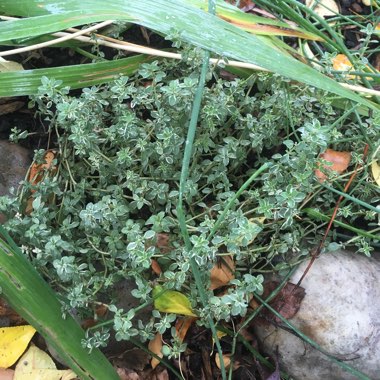 Thymus 'Doone Valley'