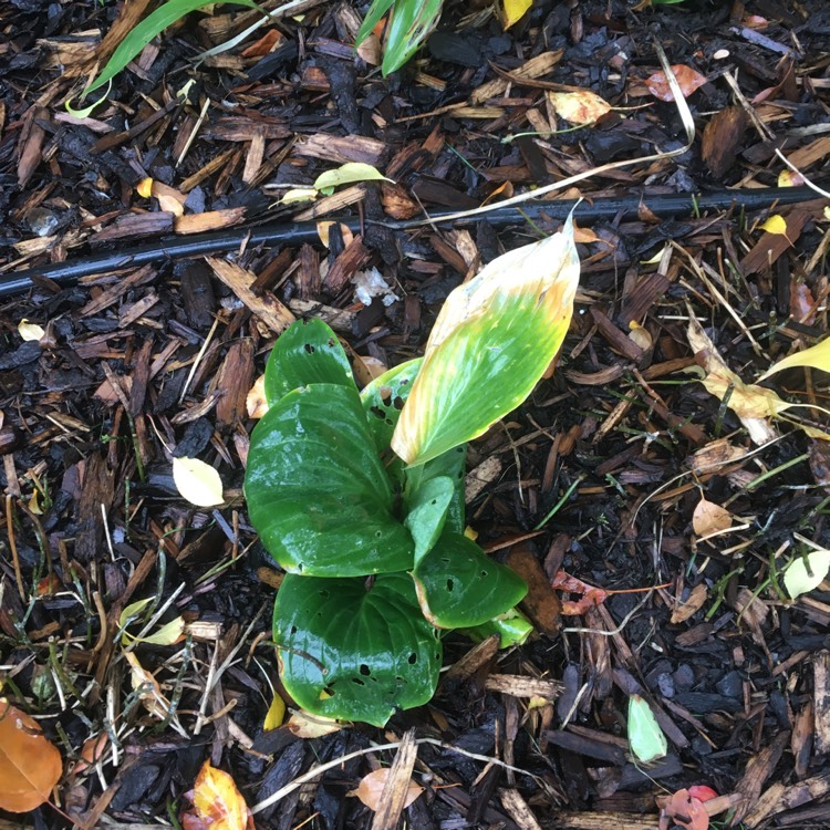 Plant image Hosta 'Blue Angel'