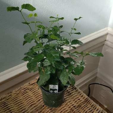 Arabian Jasmine