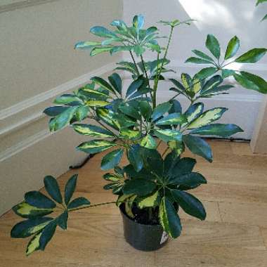 Dwarf Umbrella tree