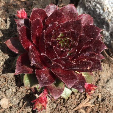 Sempervivum 'Rubin'