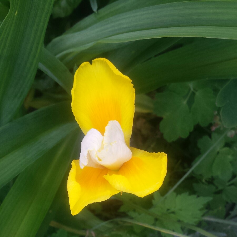 Plant image Iris x hollandica 'Apollo'