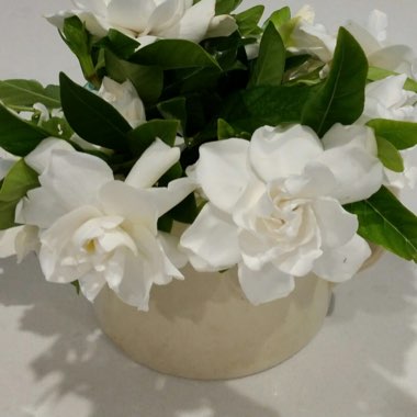 Gardenia Jasminoides