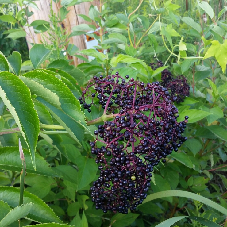 Plant image Sambucus nigra subsp. canadensis.