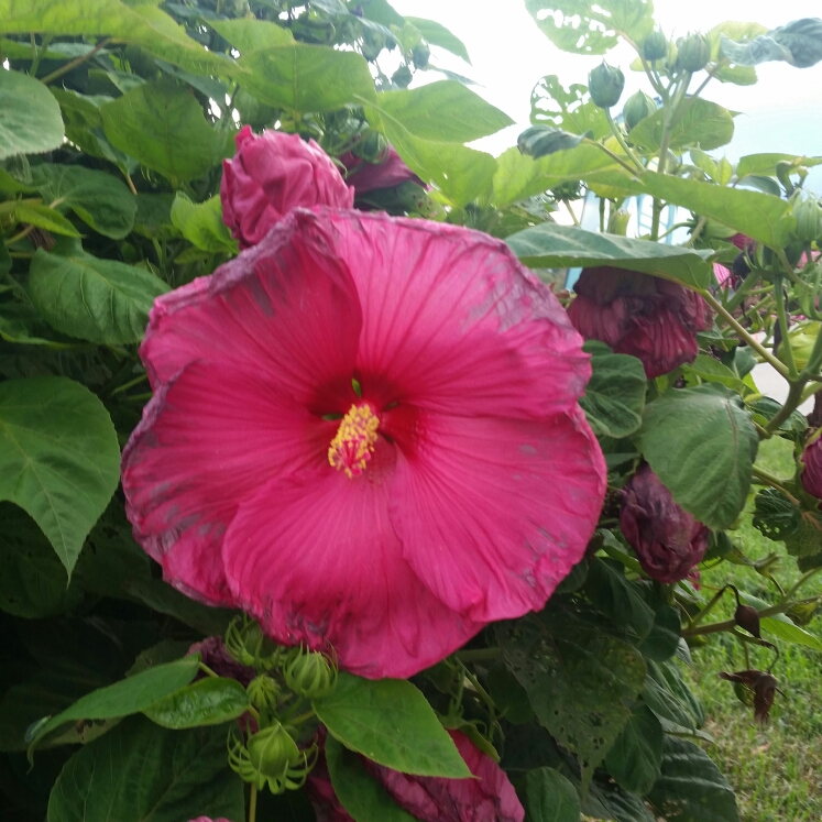 Plant image Hibiscus moscheutos 'Lord Baltimore'