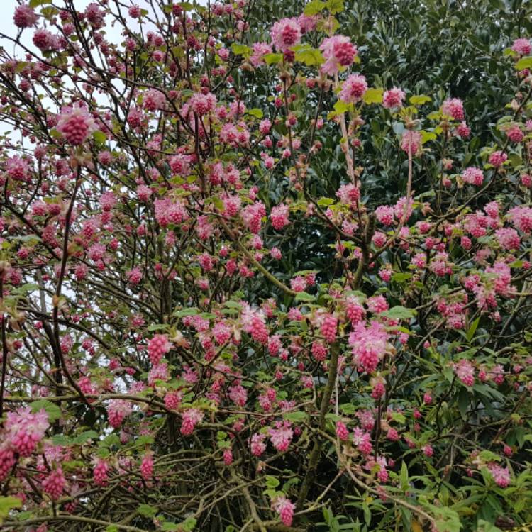 Plant image Ribes sanguineum 'King Edward VII'