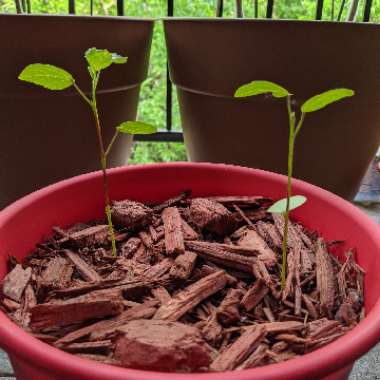 Hibiscus cannabinus