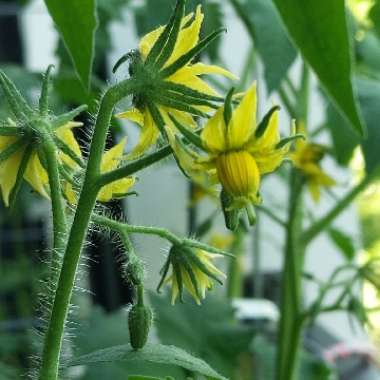 Solanum lycopersicum 'Abraham Lincoln' syn. Solanum lycopersicum 'Abe Lincoln'