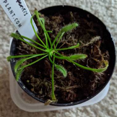 Drosera Capensis 'Typical'