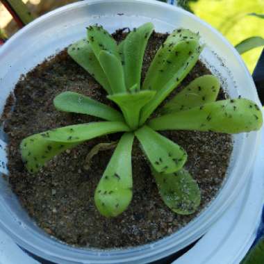 Pinguicula agnata