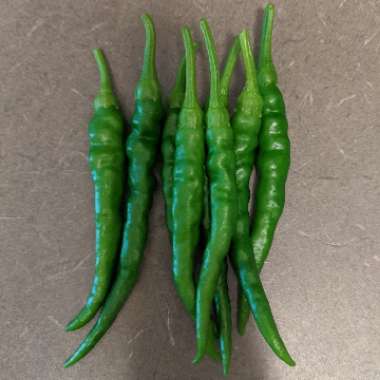 Capsicum Annuum 'Cayenne'