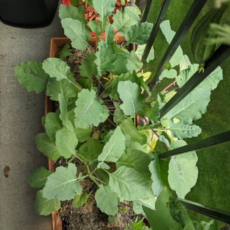 Plant image Brassica oleracea (Gongylodes Group) 'Early Purple Vienna' syn. Brassica oleracea (Gongylodes Group) 'Purple Vienna'