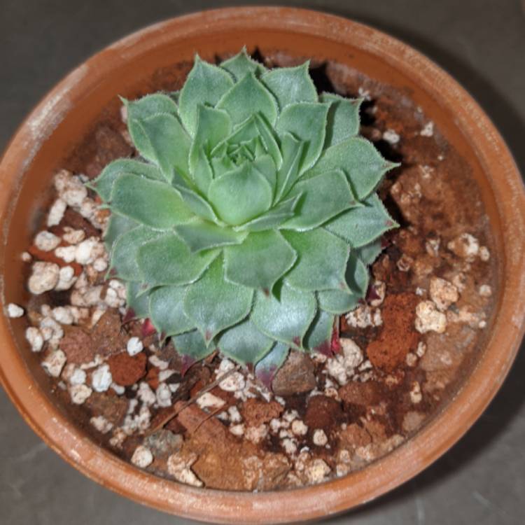 Plant image Sempervivum Cutix