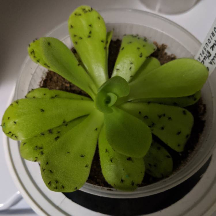 Plant image Pinguicula agnata