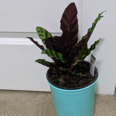 Calathea lancifolia