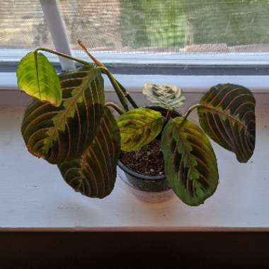 Maranta Leuconeura Var. Erythroneura