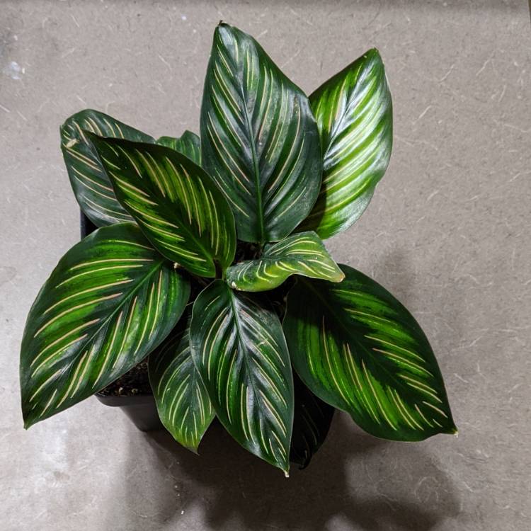 Plant image Calathea Ornata 'Beauty Star'