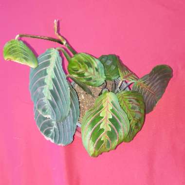 Maranta Leuconeura Var. Erythroneura