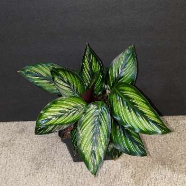 Calathea Ornata 'Beauty Star'