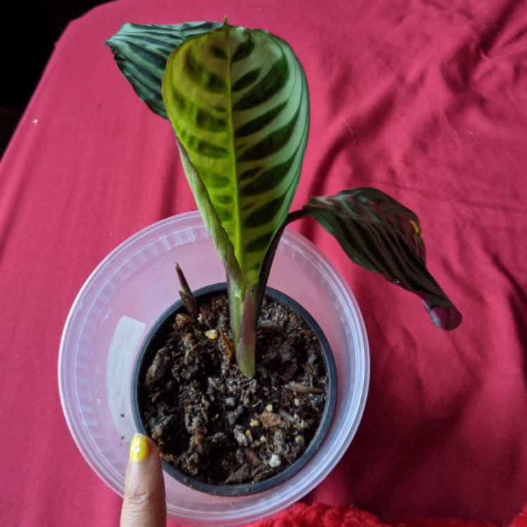 Plant image Calathea 'Burle Marxii'