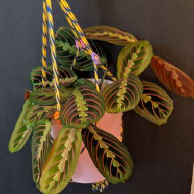 Maranta Leuconeura Var. Erythroneura