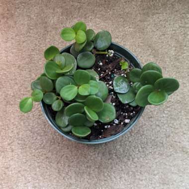 Peperomia deppeana x quadrifolia 'Hope' syn. Peperomia Tetraphylla 'Hope'