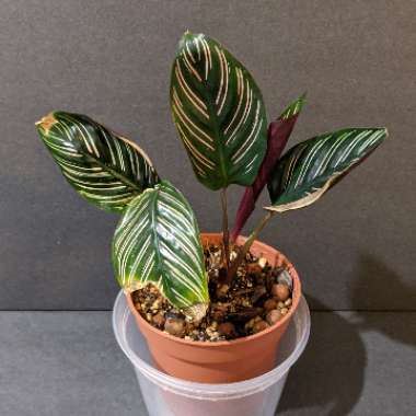 Calathea Ornata syn. Calathea Ornata 'Sanderiana' syn. Goeppertia majestica 'Sanderiana'