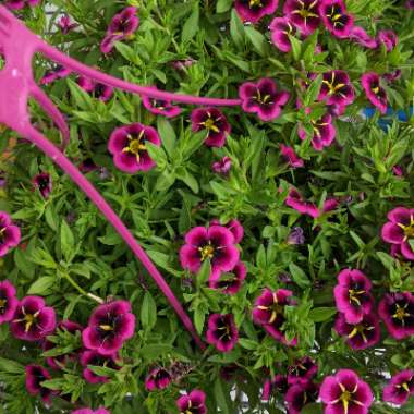 Calibrachoa 'Can Can Rosie's Magenta'