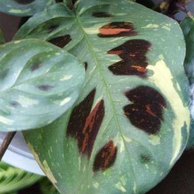 Maranta leuconeura kershoveana 'variegated'