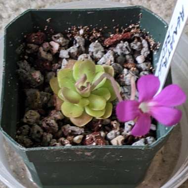 Pinguicula Agnata 'Red Form'