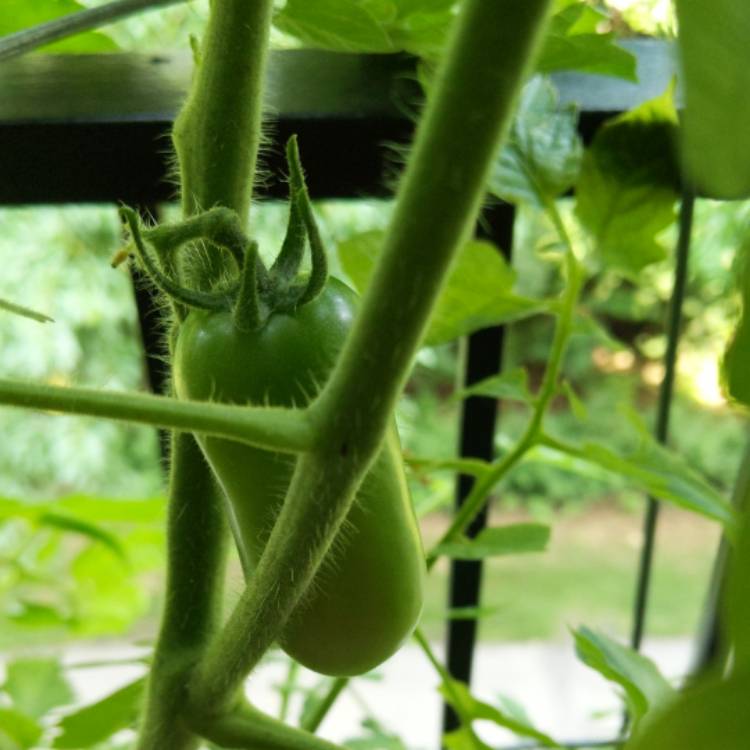 Plant image Solanum lycopersicum 'San Marzano 2' syn. Solanum lycopersicum 'San Marzano II'