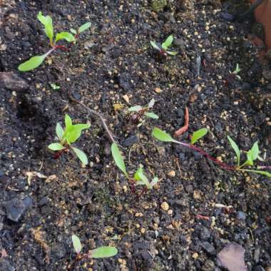 Beta Vulgaris 'Boltardy'