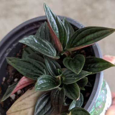 Peperomia caperata 'Rosso'