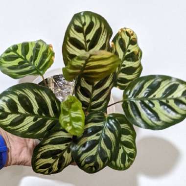 Calathea 'Makoyana'