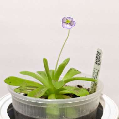 Pinguicula agnata