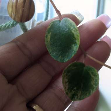 Peperomia 'Ruby Cascade'