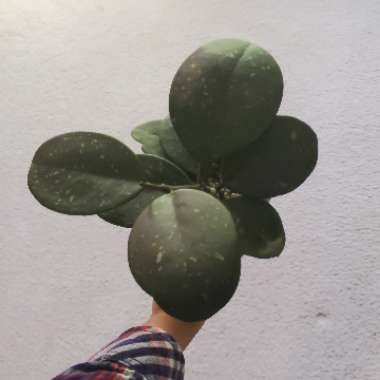 Hoya Obovata