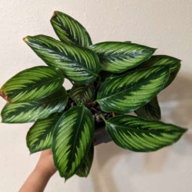 Calathea Ornata 'Beauty Star'