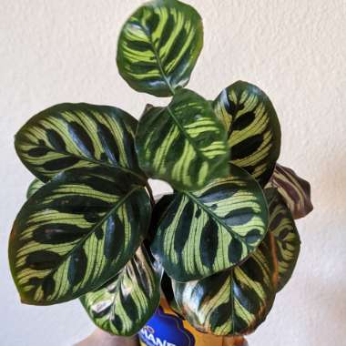 Calathea 'Makoyana'