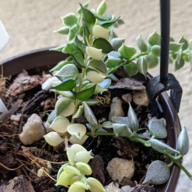 Dischidia ruscifolia variegata