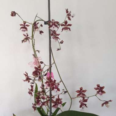 Oncidium Orchid 'Sharry Baby'