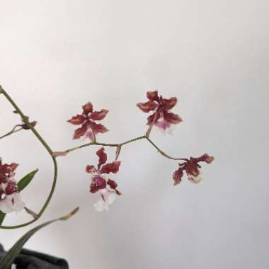 Oncidium Orchid 'Sharry Baby'