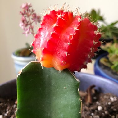 Moon Cactus (Graft)