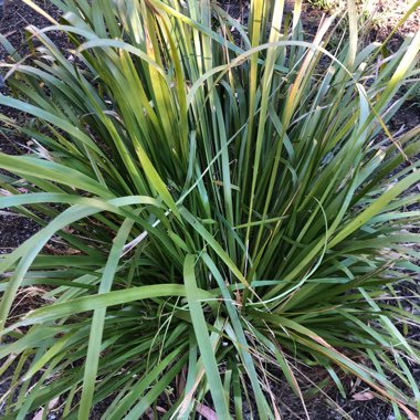 Terri-Louise's garden