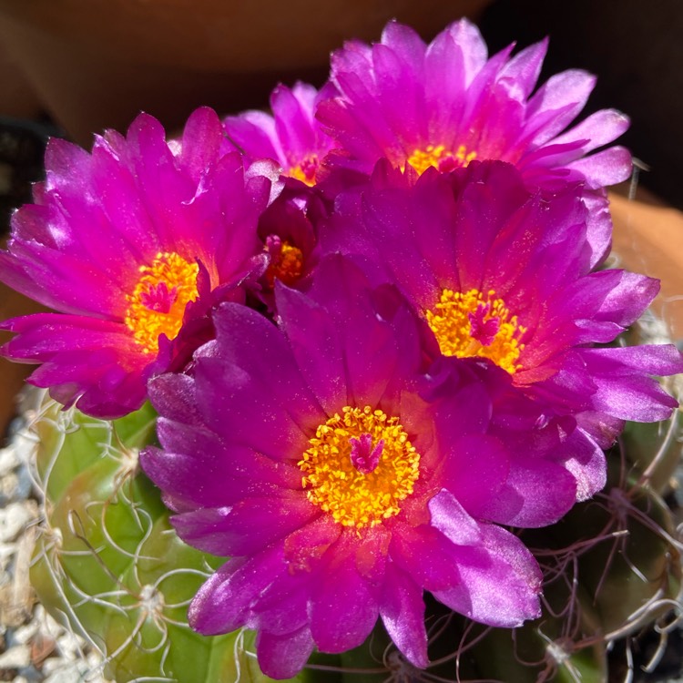 Plant image Notocactus ubelmannianus syn. Parodia werneri