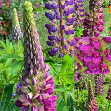 Lupinus 'Gallery Blue'