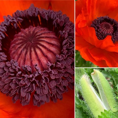 Papaver somniferum 'Giganteum'