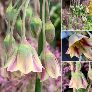 Allium siculum syn. Nectaroscordum siculum, Allium nectaracsardium, Allium bulgaricum