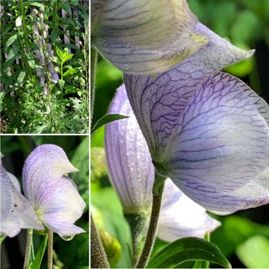 Aconitum napellus